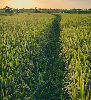 Pesticide Residue Free